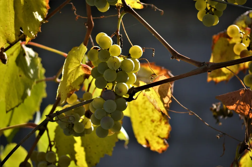 A bunch of grapes on a tree
