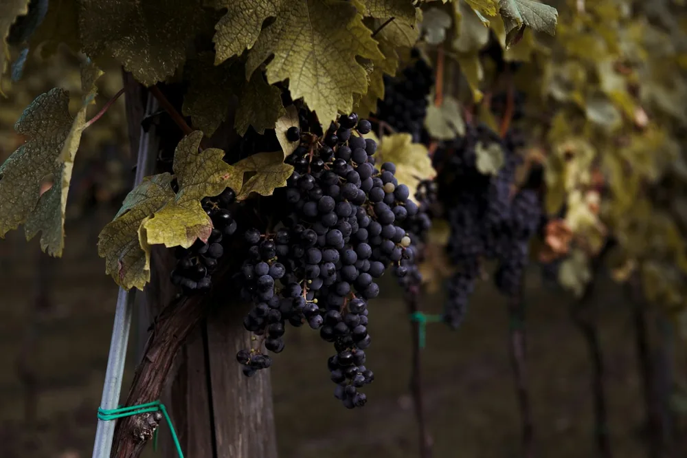 A bunch of grapes on a vine