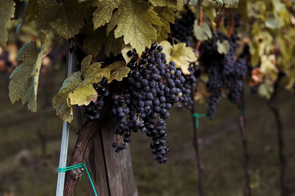 A bunch of grapes on a vine