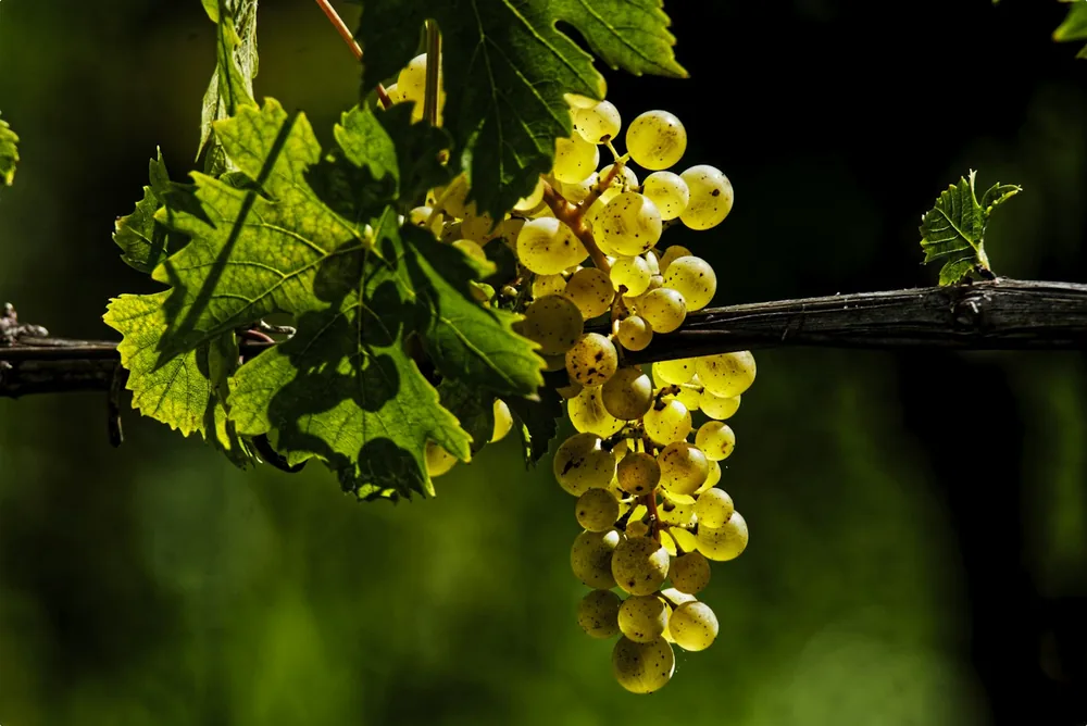 A bunch of grapes on a vine