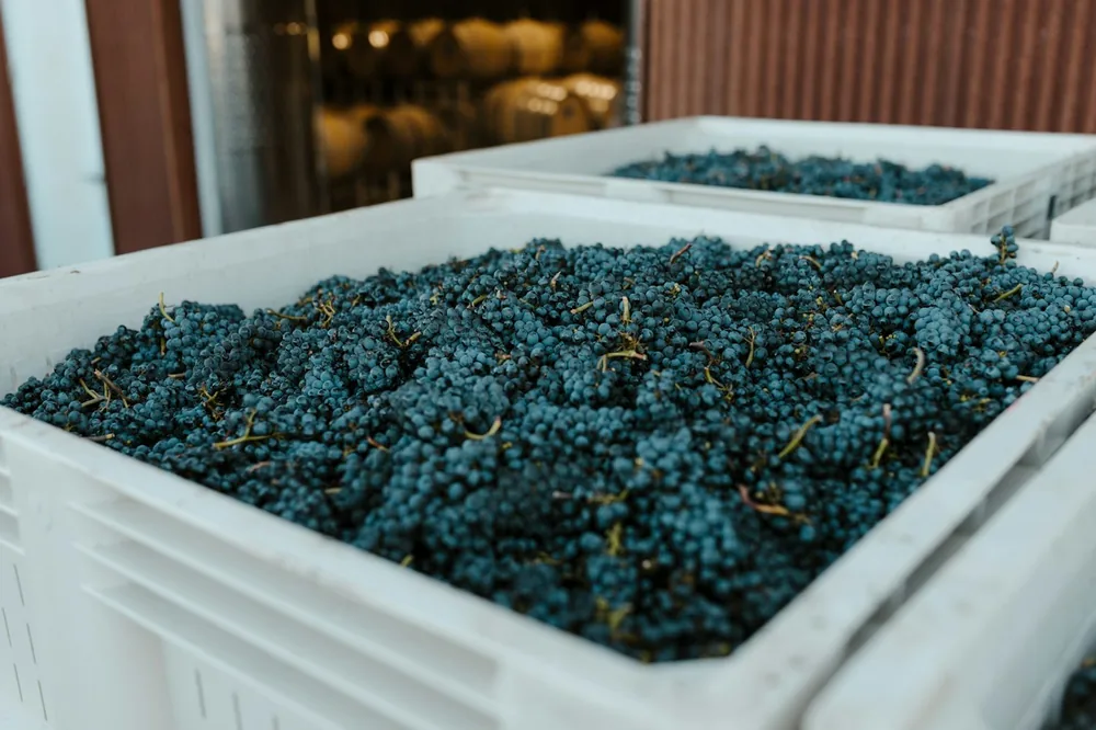 A bunch of grapes that are in some containers