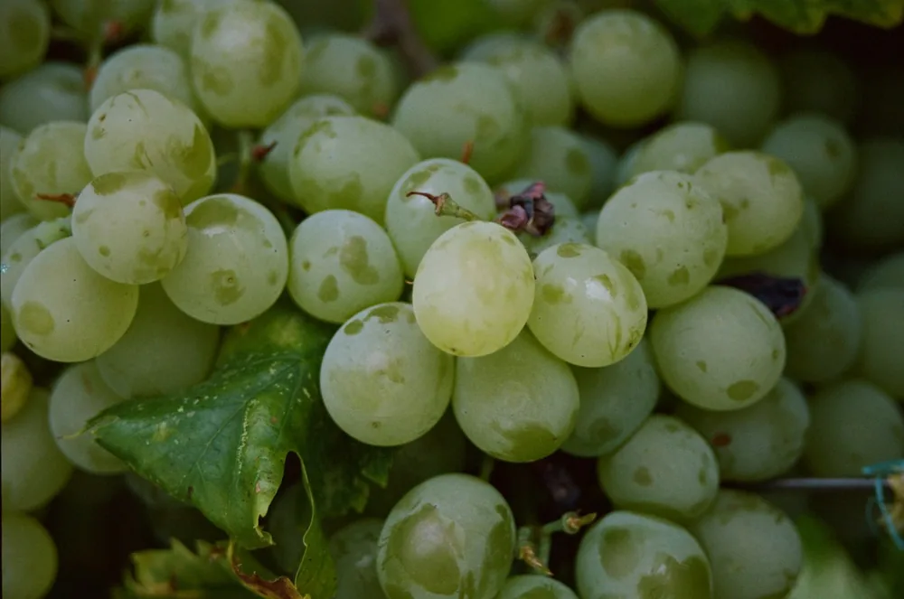 A bunch of grapes that are on a vine