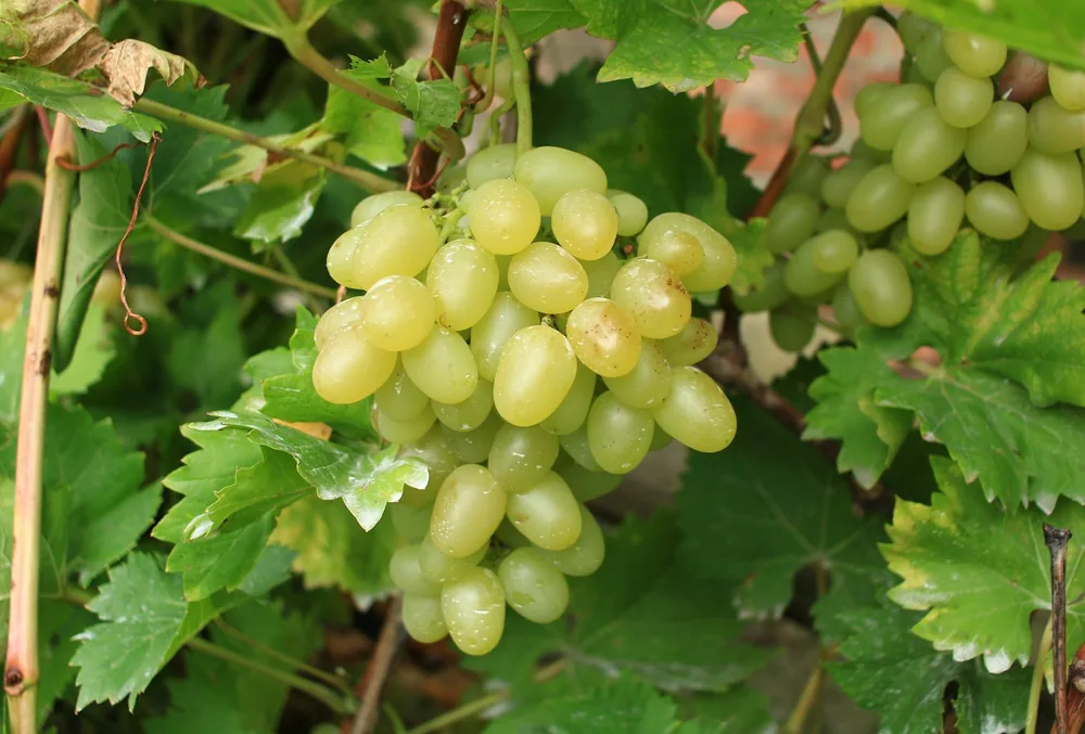 A bunch of green grapes growing on a vine