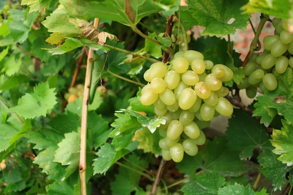 A bunch of green grapes growing on a vine