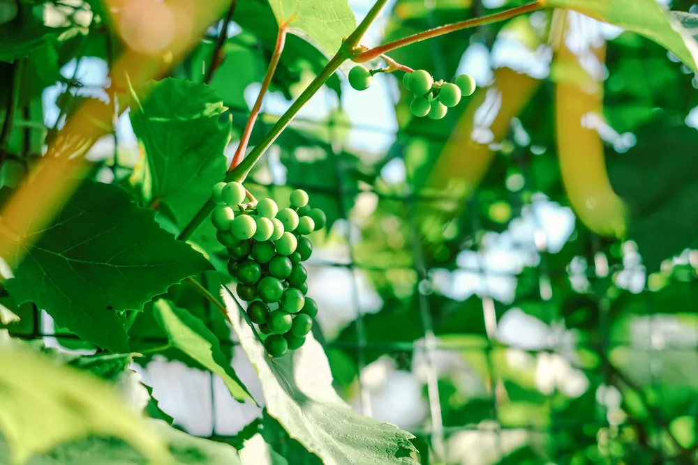A bunch of green grapes hanging from a tree
