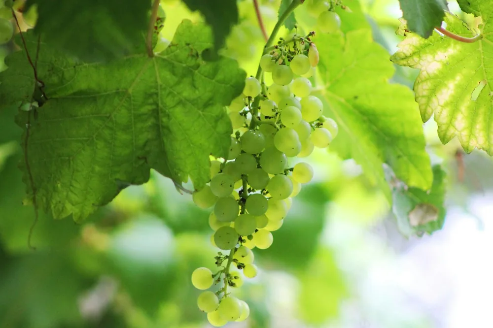 A bunch of green grapes hanging from a tree