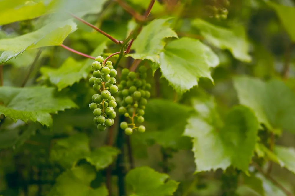 A bunch of green grapes hanging from a tree