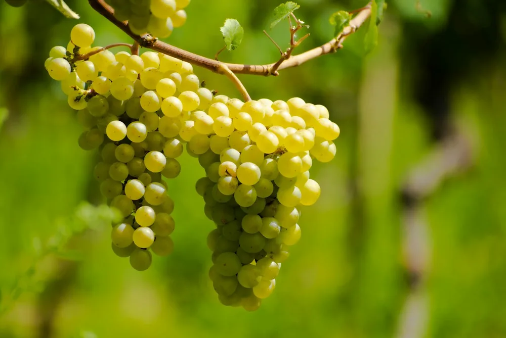 A bunch of green grapes hanging from a tree