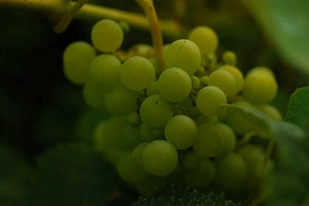 A bunch of green grapes hanging from a vine