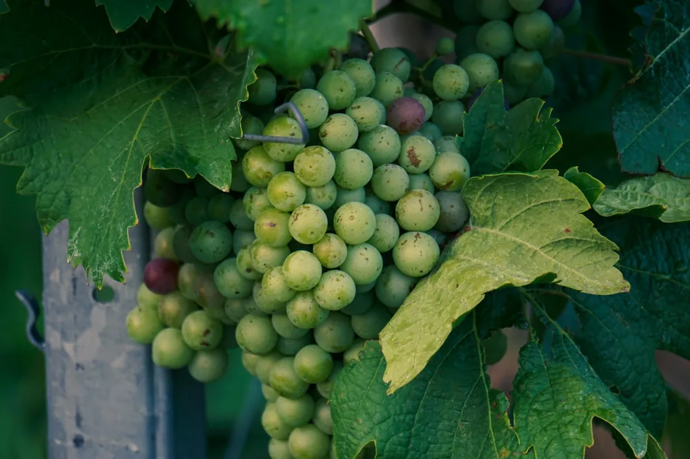 A bunch of green grapes hanging from a vine