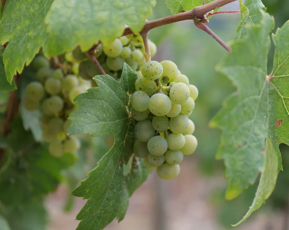 A bunch of green grapes hanging on a vine in a vineyard
