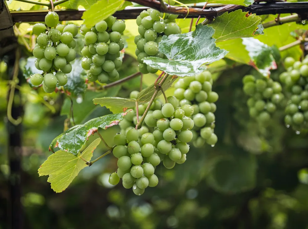 A bunch of green grapes on a vine