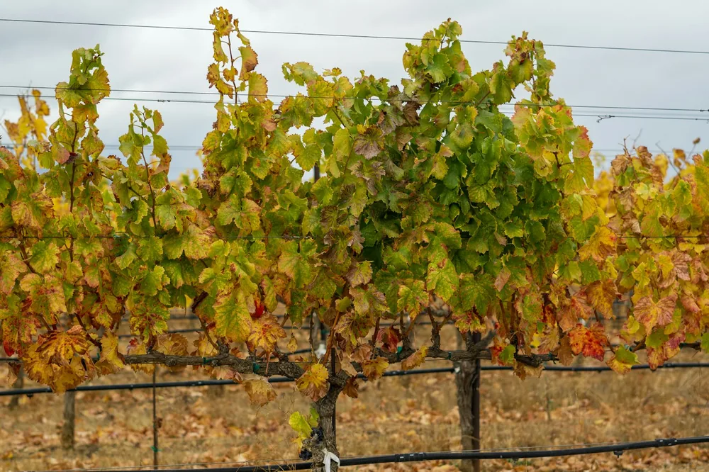 A bunch of vines that are growing on a fence
