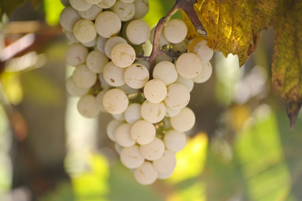 A bunch of white grapes hanging from a tree