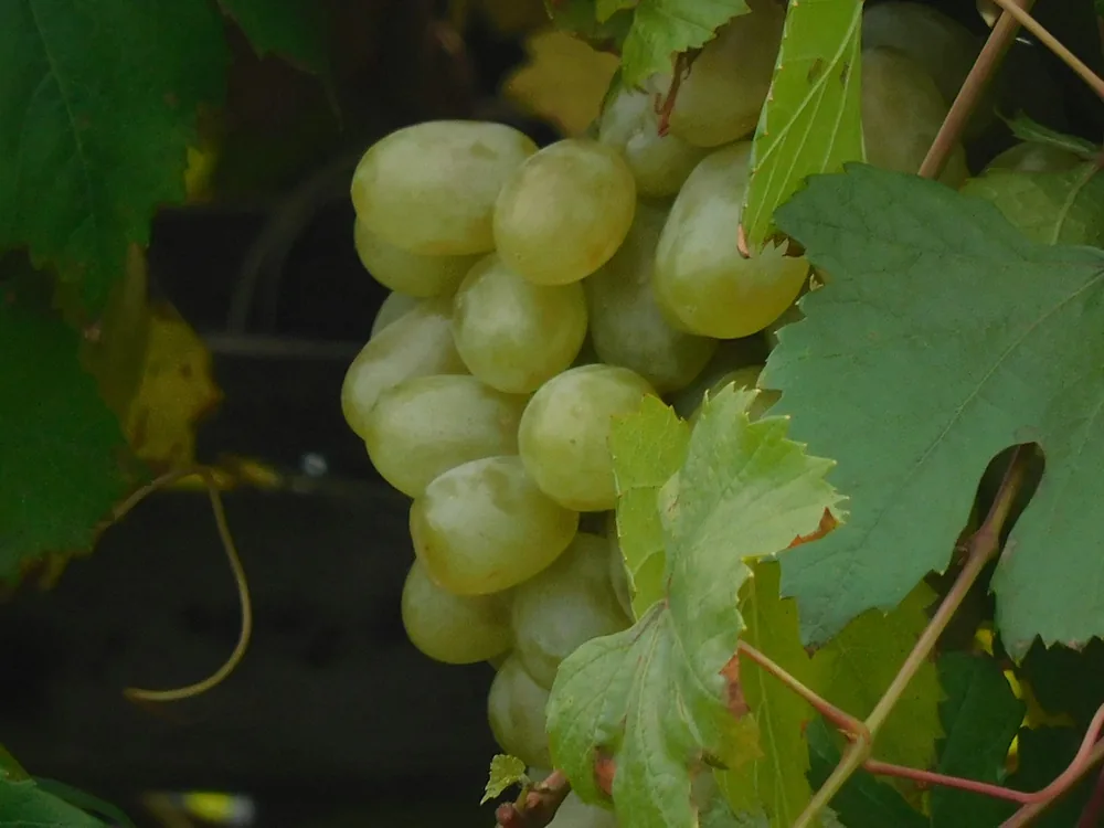 A bunch of white grapes hanging from a vine