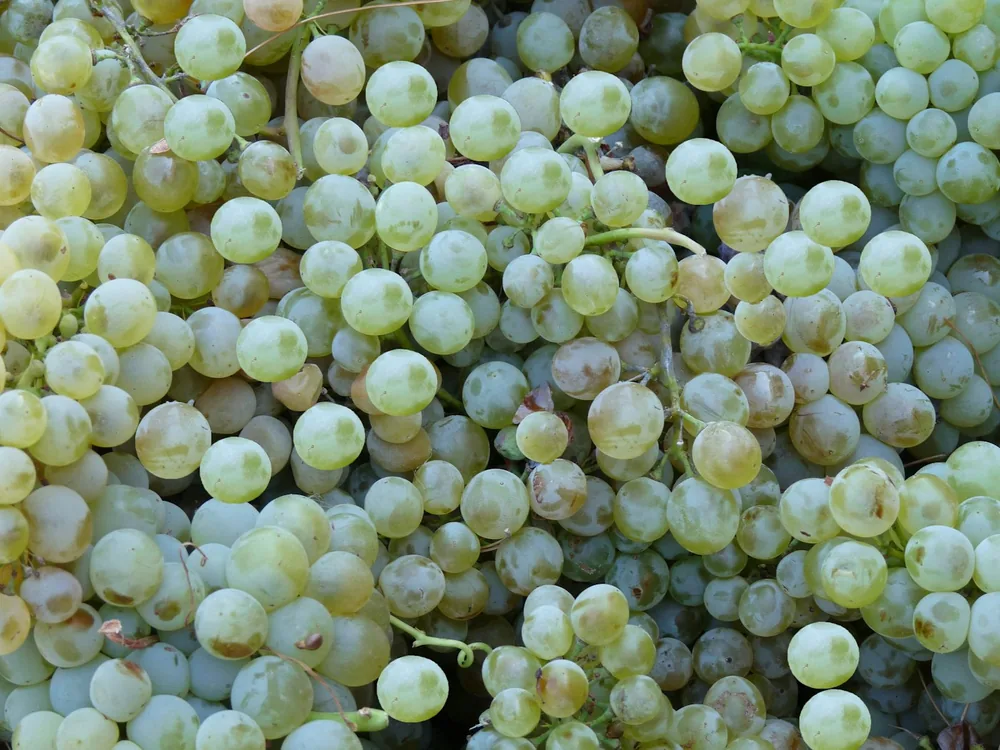 A bunch of white grapes that are on the vine