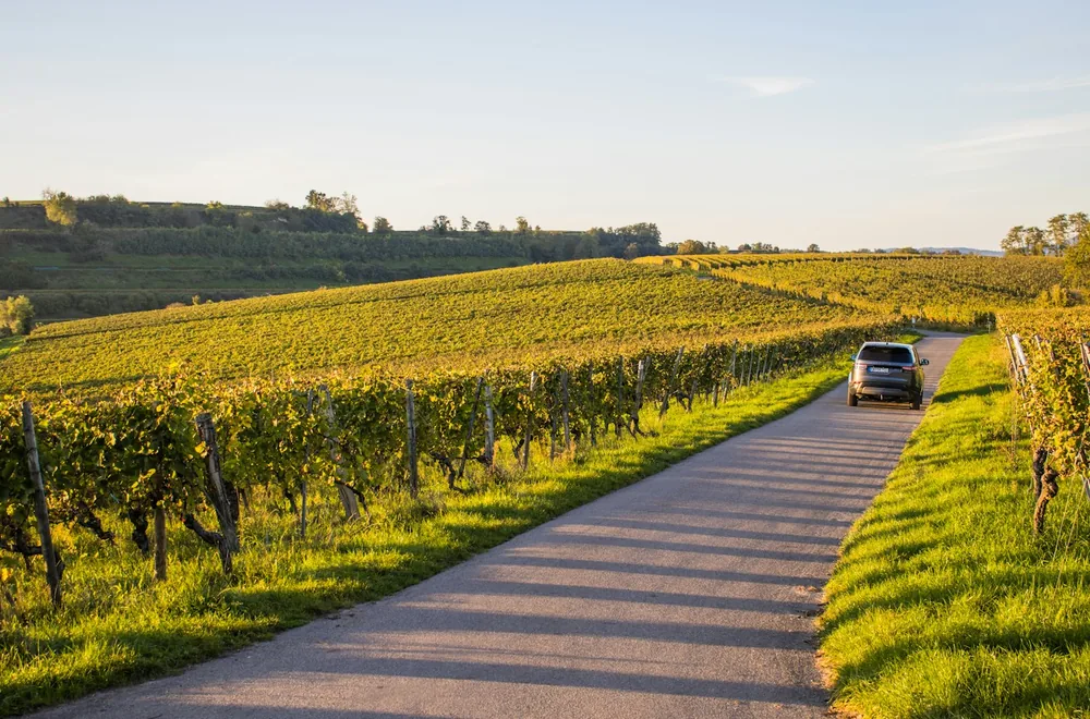 A car drives down a road through vineyards