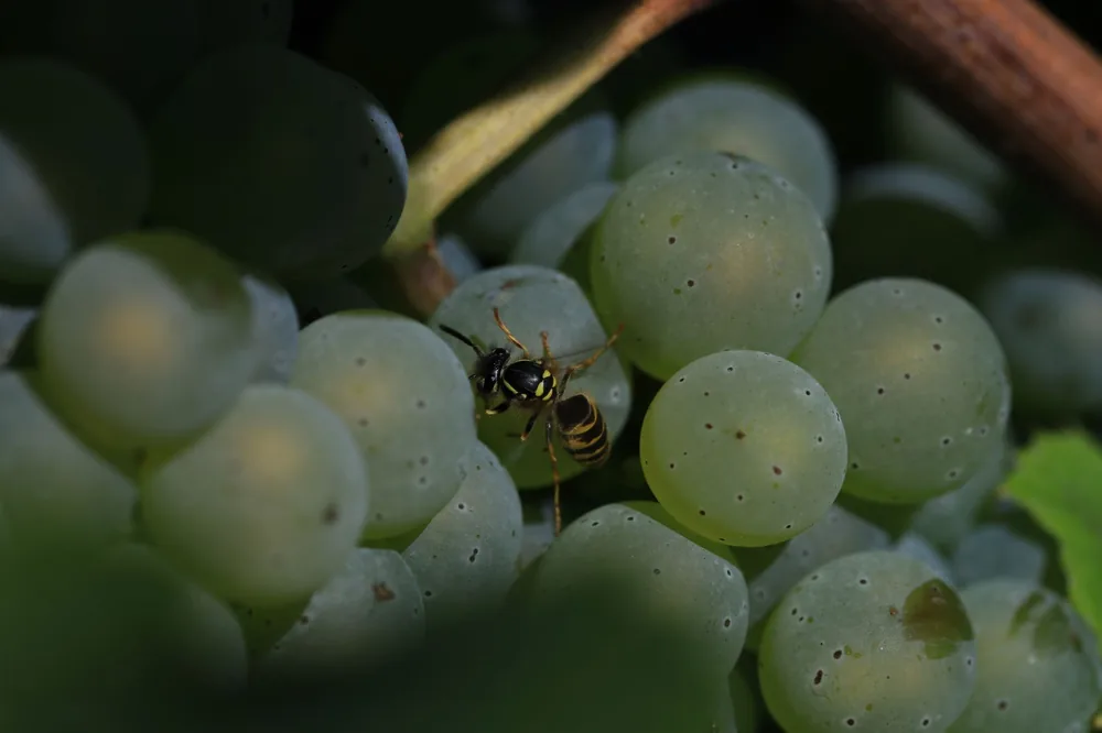 A close-up image of a wasp perched on green grapes, capturing vineyard life in detail