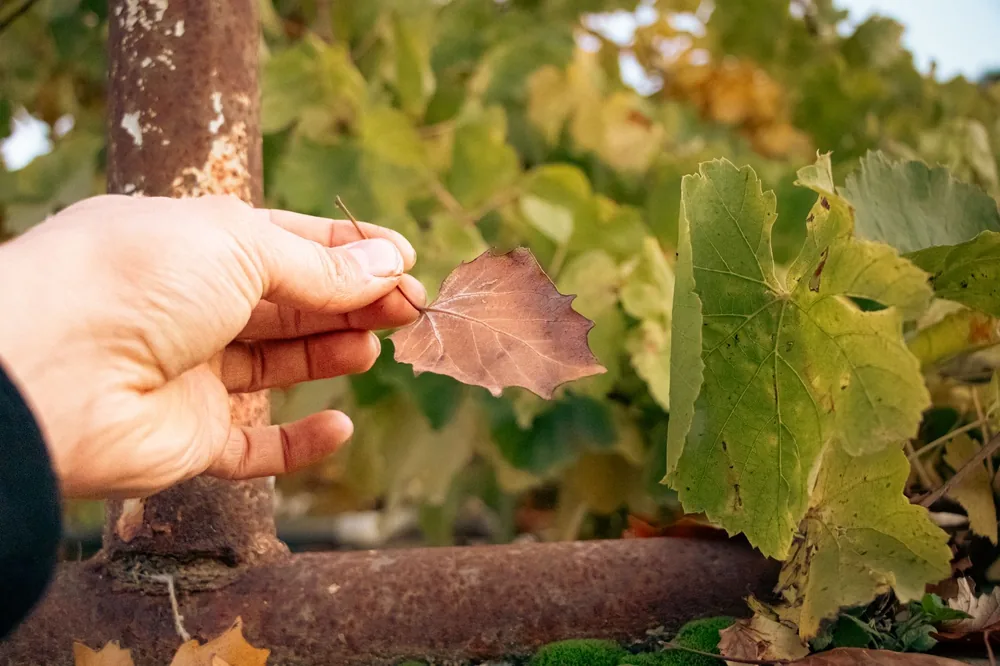 A close-up of a hand holding a dry autumn leaf against a backdrop of lush green leaves in a vineyard