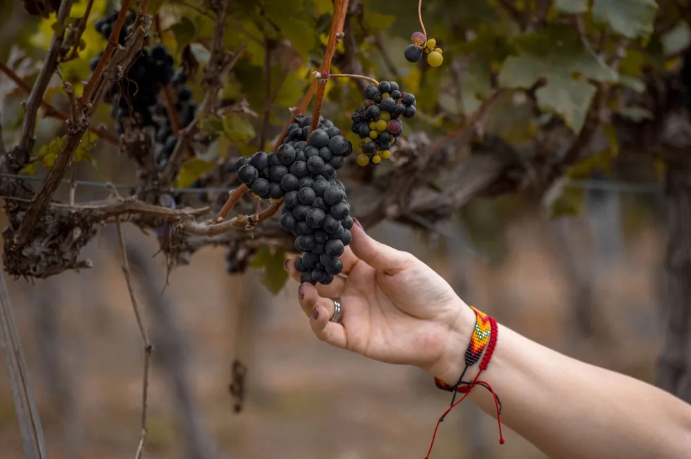 A close-up of a hand picking ripe grapes in a vineyard, showcasing the viticulture process