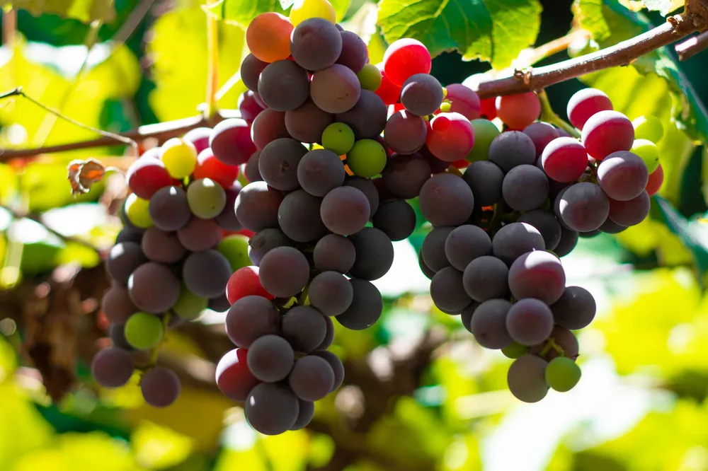 A close-up of colorful ripe and unripe grapes hanging from a vine in sunlight