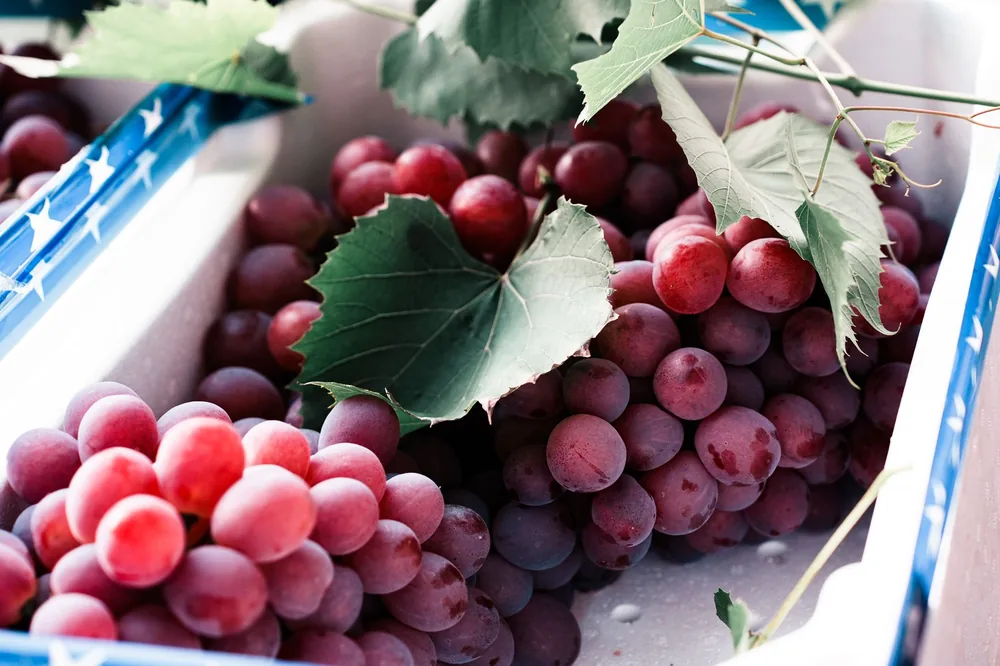 A close-up of fresh red grapes with green leaves in a container