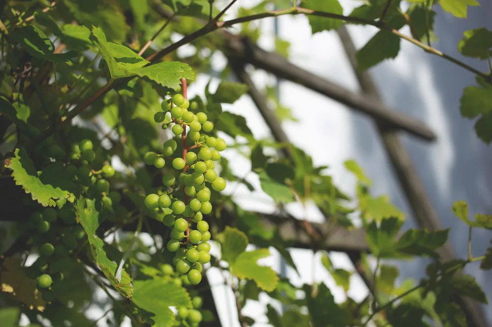 A close-up of green grapes growing on a vine in a garden during summer