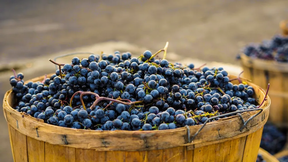 A close-up of ripe, juicy grapes in a wooden basket, symbolizing a bountiful organic harvest