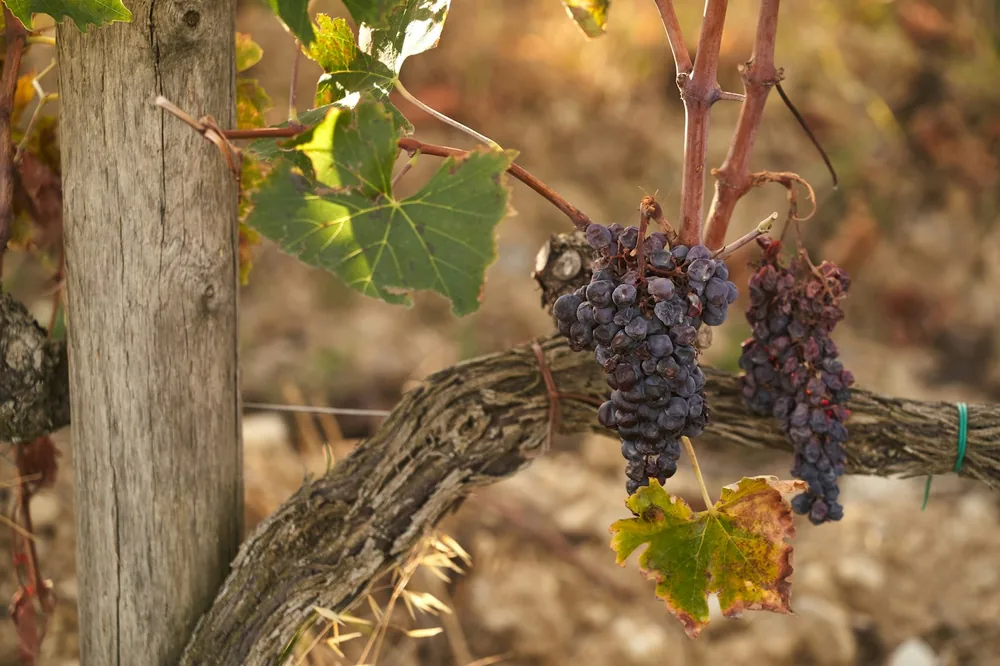 A close-up of some grapes