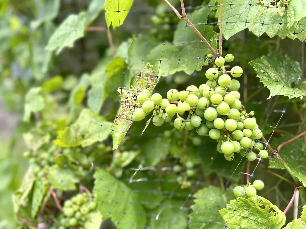 A close-up of some grapes