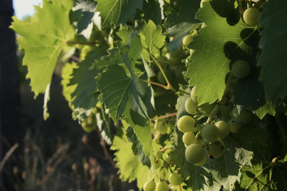 A close-up of some grapes