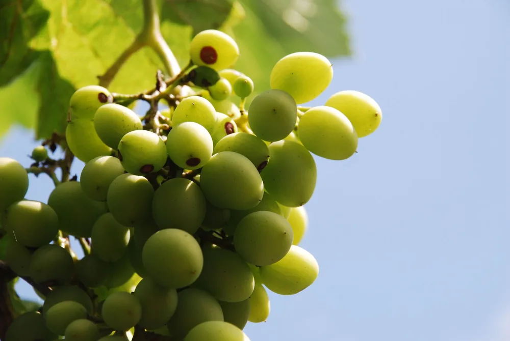 A close-up photo of green grapes on a vine with a bright blue sky as a background