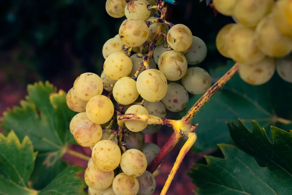 A close-up shot of fresh green grapes hanging on the vine, perfect for food and nature themes
