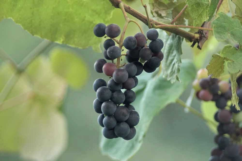 A close-up shot of ripe dark grapes hanging from a vine with lush green leaves, perfect for wine and nature themes