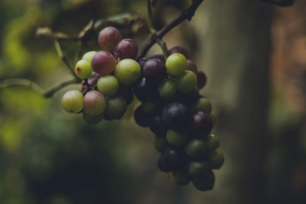 A close-up view of ripe and unripe grapes on a vine, showcasing nature's colors