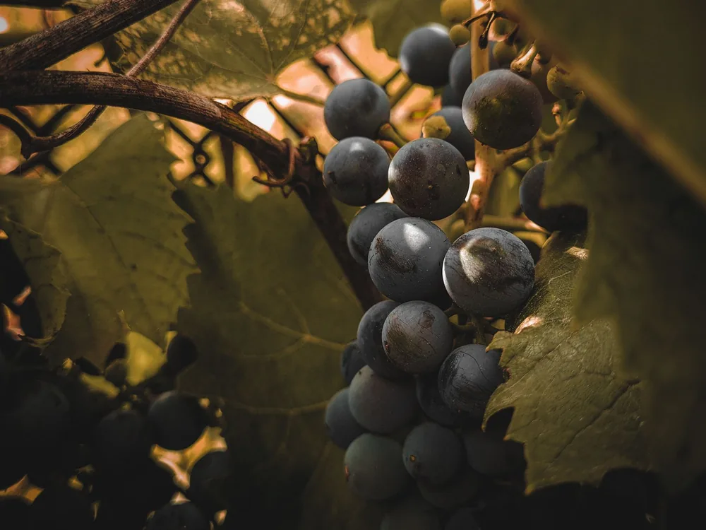 A close-up view of ripe grapes hanging on vine with sunlight filtering through green leaves