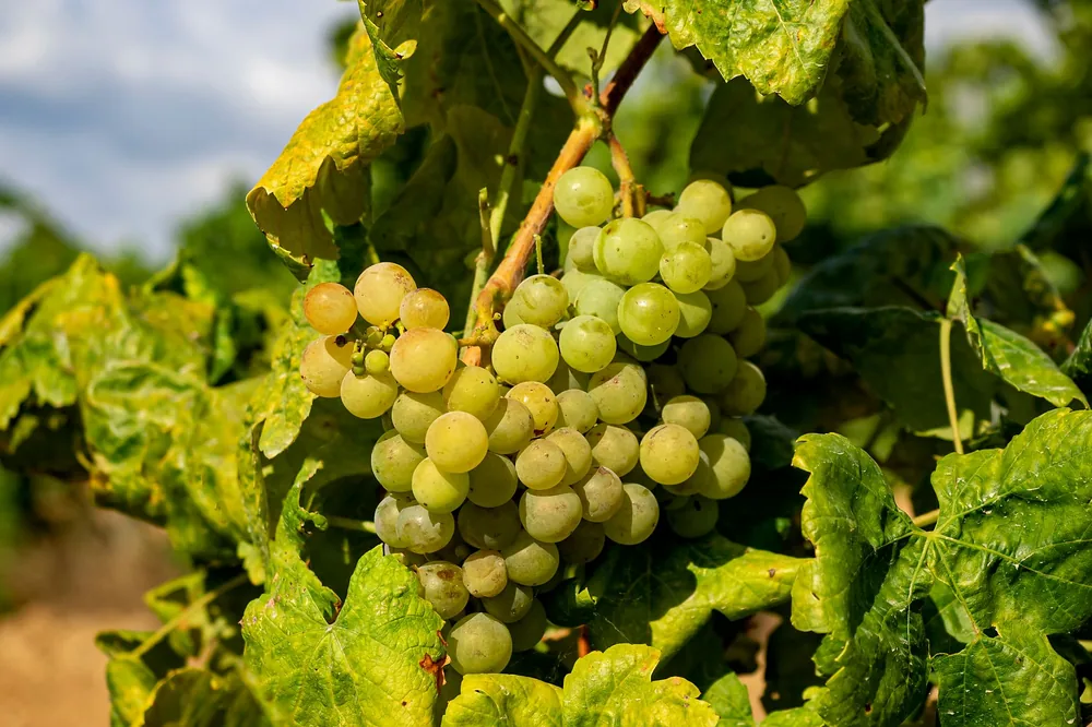A cluster of fresh green grapes hanging on a vine in a sunlit vineyard, showcasing agricultural beauty