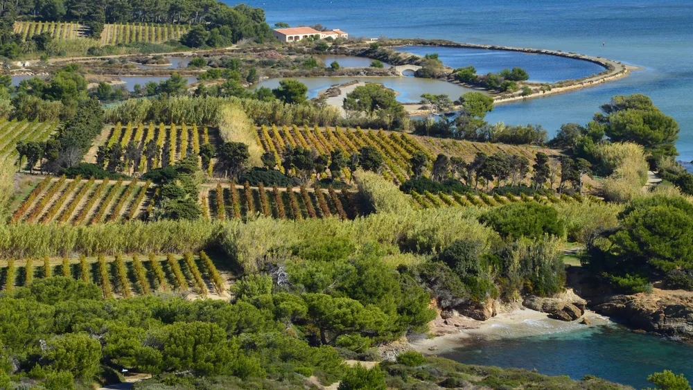 A coastal vineyard with lush greenery and water bodies