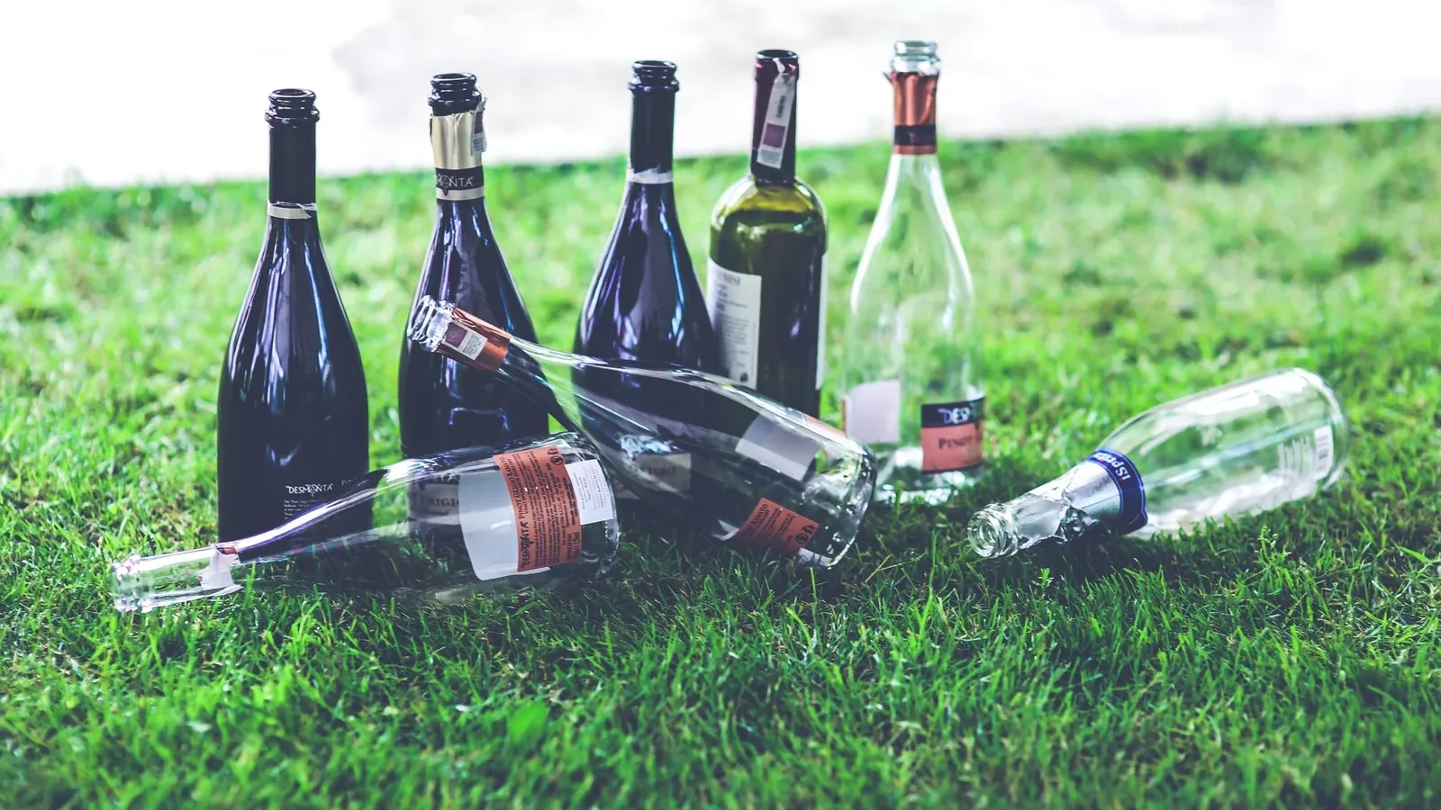 A collection of empty wine bottles scattered on grass, depicting leisure and outdoor activities