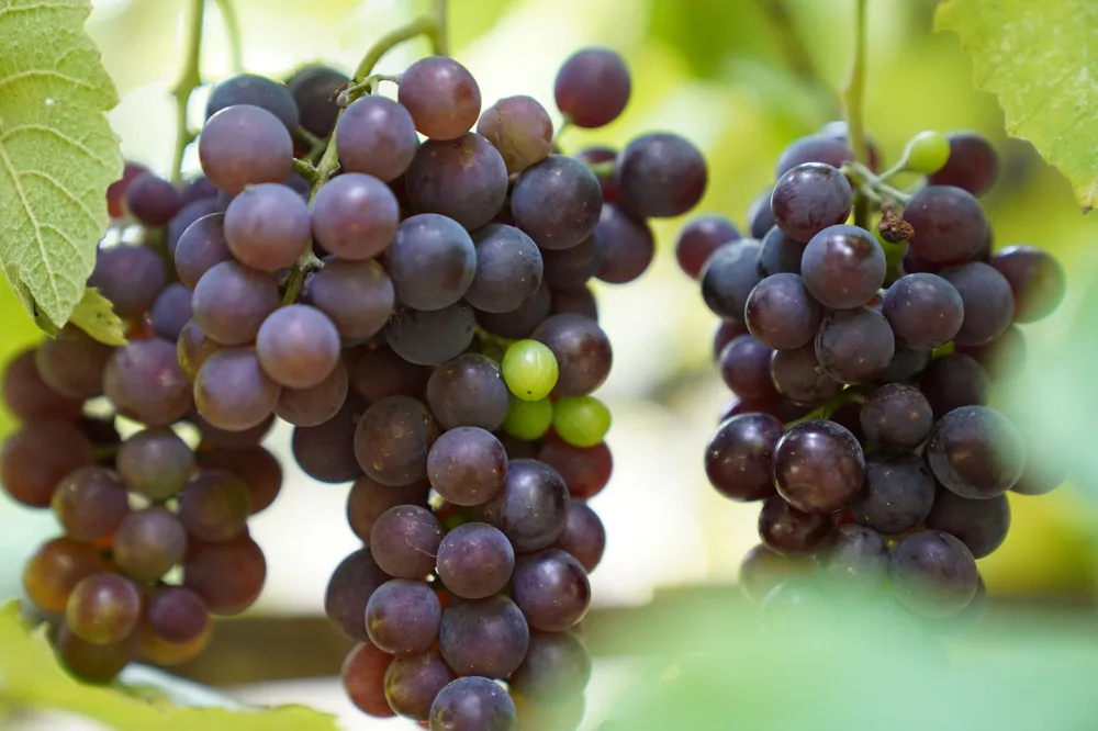 A detailed close-up of ripe purple grapes hanging on the vine in a sunny vineyard