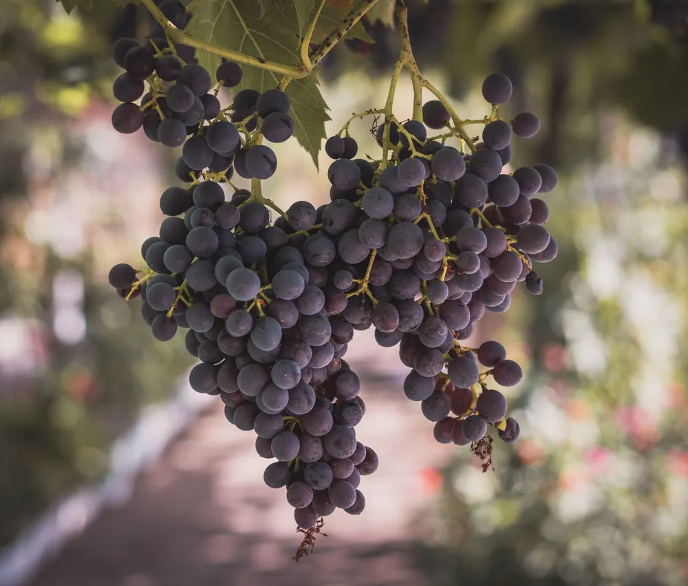 A detailed image of ripe purple grapes hanging on a vine in a sunny vineyard, showcasing their organic freshness and abundance