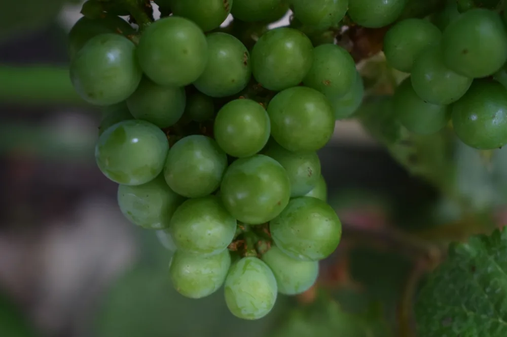 A detailed look at a cluster of fresh green grapes on the vine, perfect for wine enthusiasts