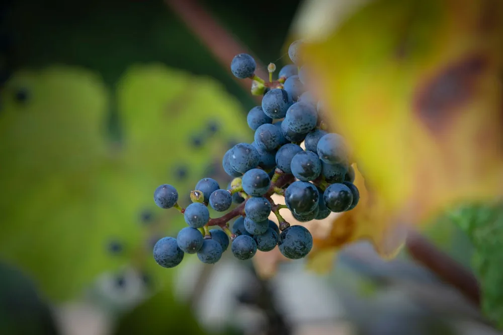 A detailed photo of fresh, organic grapes on a vine with a blurred background