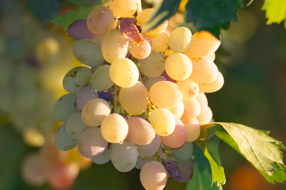 A detailed shot of fresh dewy unripe grapes with water droplets hanging on a vine