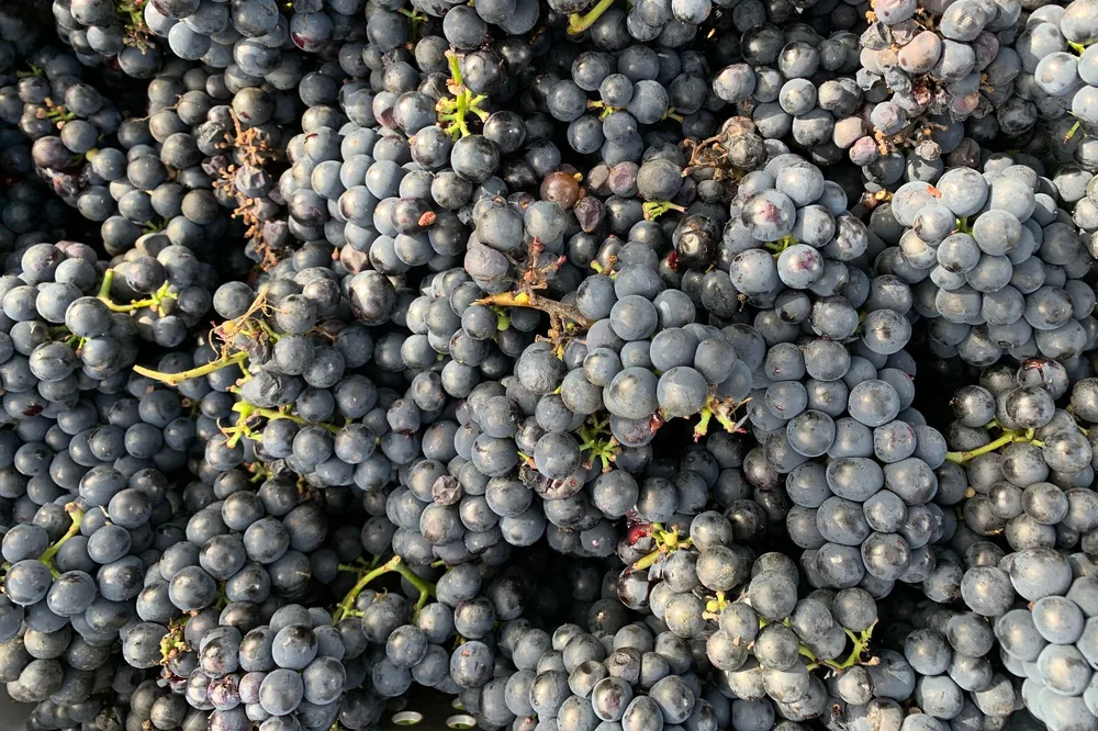 A detailed view of fresh, organic grapes perfect for winemaking, highlighting their juicy texture and colors