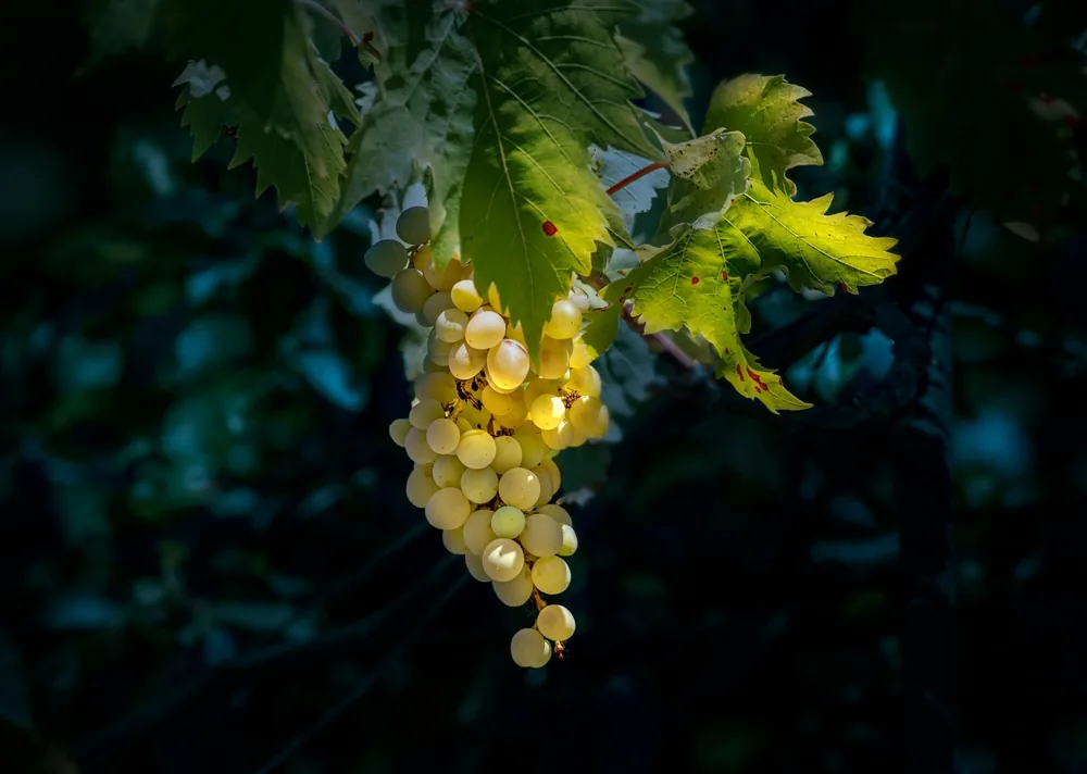 A detailed view of green grapes hanging on a vine amidst lush leaves, showcasing nature's freshness