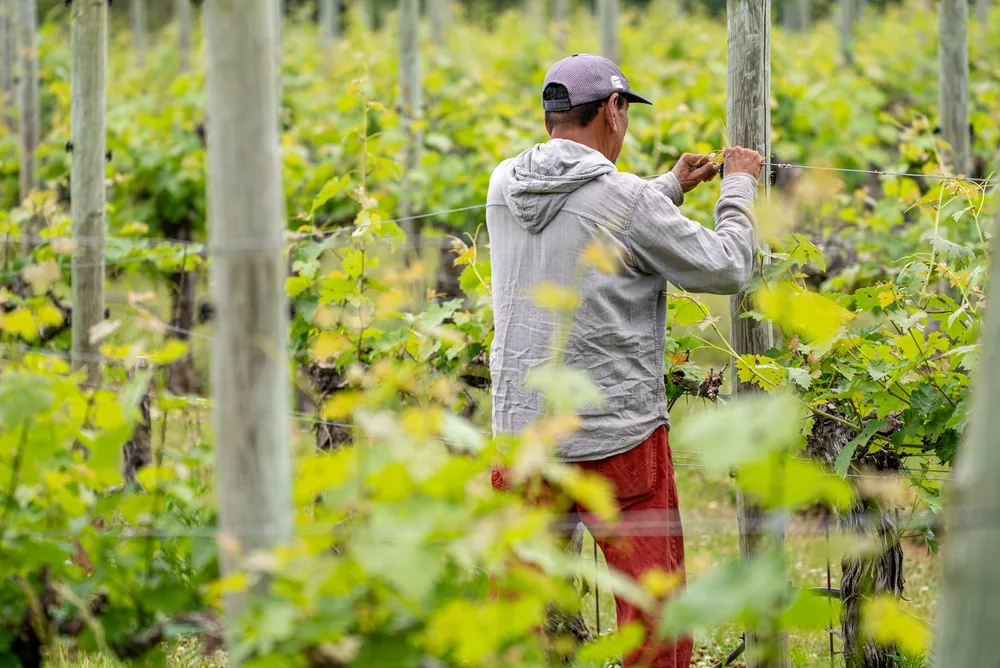 A farm worker manages grapevines in a lush green vineyard, wearing casual clothing and a cap