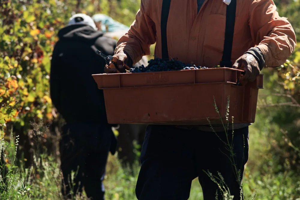 A farmer carries a crate filled with freshly harvested grapes during autumn in a vineyard