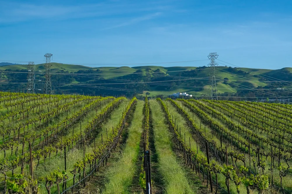 A field of green plants with hills in the background