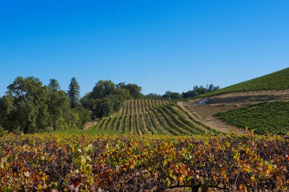 A field of vines with a hill in the background